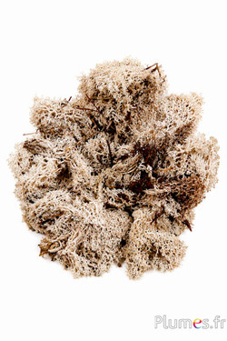 Islandmoos - 50 g - moosgrün-naturbraun